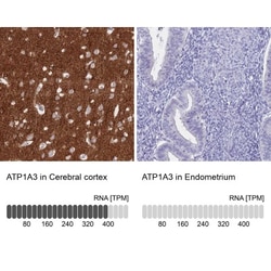 Sodium Potassium ATPase Alpha 3 Antibody, Novus Biologicals 0.1mL; Unlabeled:Antibodies,